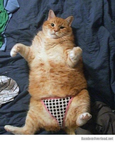 Brendas Secret Snadji Boola Cats Fat Cats Funny Cat Pictures