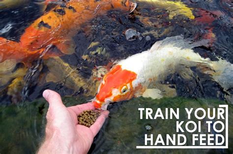 Train Your Koi To Hand Feed Best Prices On Everything For Ponds And