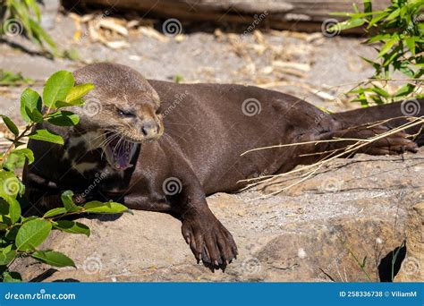 Giant Otter Pteronura Brasiliensis River Predator Stock Photo Image