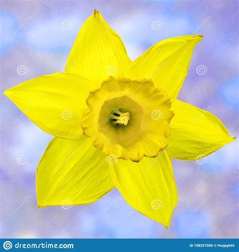 Wonderful Close Up Of Yellow Daffodil Stock Photo Image Of Detailed