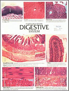 Histology Lab Digestive System Biology With Nancy Mcgee At My XXX Hot