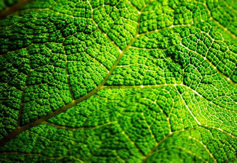 Green Leaf Closeup Texture