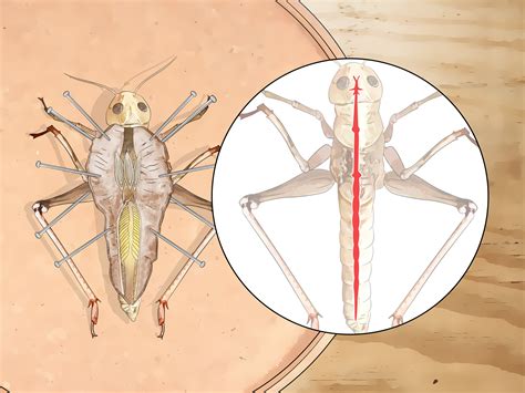 How To Dissect A Locust 14 Steps With Pictures Wikihow