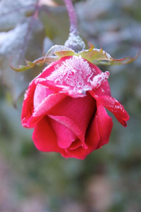 Frosty Rose Red Rosa Rose Flowers