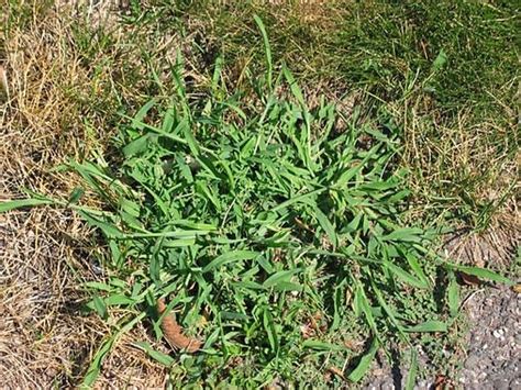 Common Lawn Weeds In The Midwest