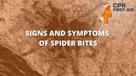 Signs And Symptoms Of Spider Bites Cpr First Aid
