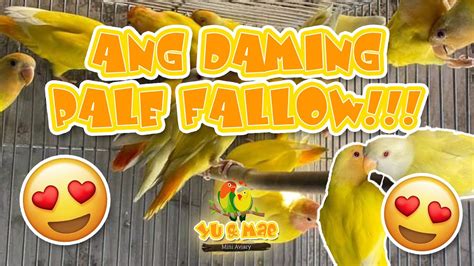 Dumaraming Pale Fallow Albs 1 At Iba Pa African Lovebirds Philippines Youtube