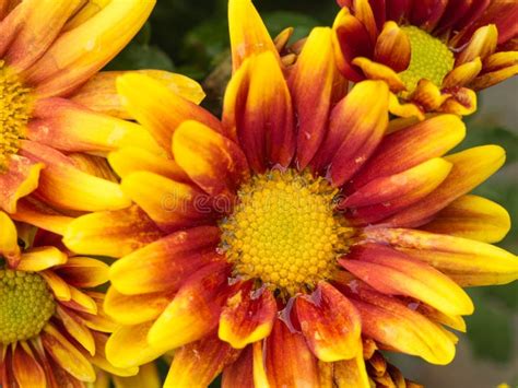 The Yellow Red Chrysanthemum Flower Blooming Stock Image Image Of