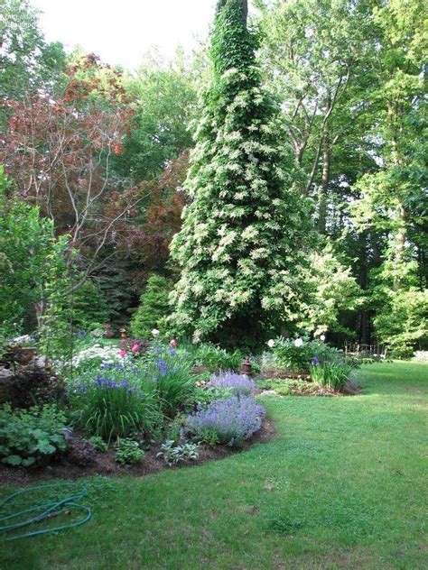 Some hydrangeas bloom only on new wood, while. Climbing Hydrangea Reaching upwards of 75 feet. blooms in ...
