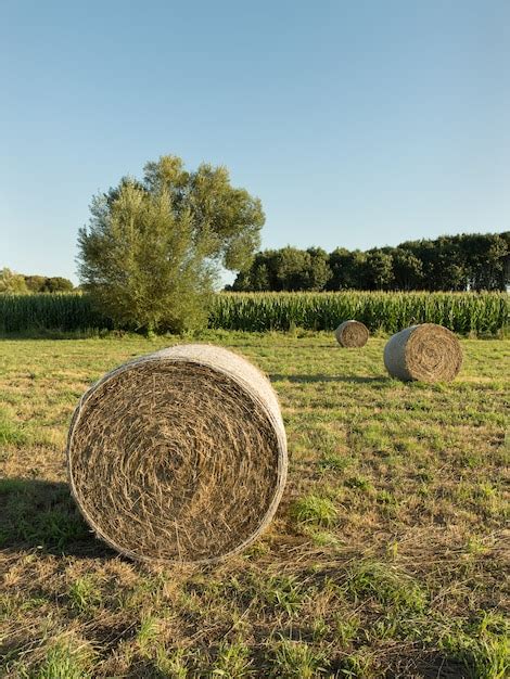 Premium Photo Round Bales Of Hay Harvested In A Agricultural Field