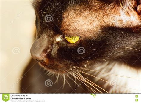 These symptoms might mean that something is wrong: Eye boogers in cats stock image. Image of cute, domestic ...