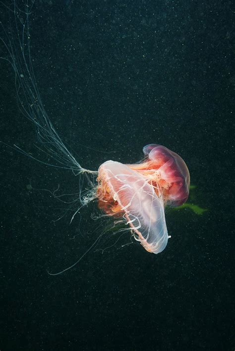 Jelly Fish Are Incredible Pet Jellyfish Jellyfish Incredible Creatures