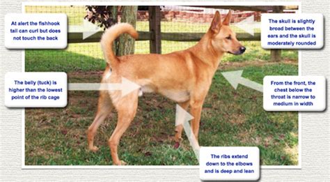 All About The Carolina Dog Fall In Love With Americas