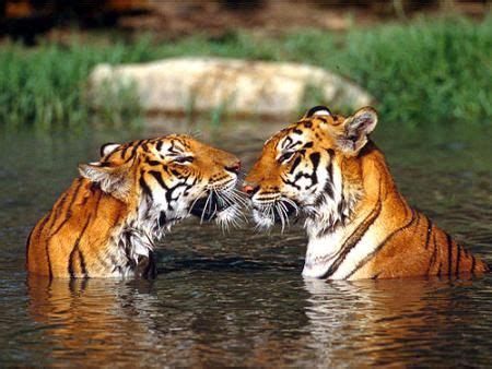 1000+ images about Tigres on Pinterest | Animales, Mom and A tiger