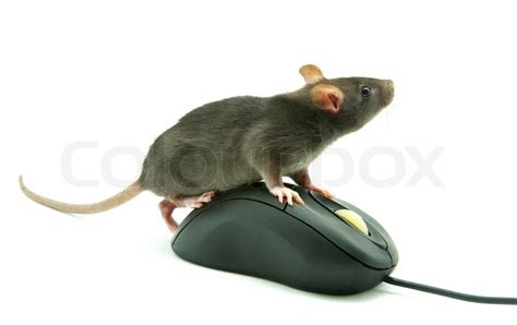 Additionally, cyber criminals use netwire to steal payment card data, which can be used to make fraudulent purchases, or is sold to other parties who also misuse the data to make purchases. Rat on computer mouse | Stock image | Colourbox