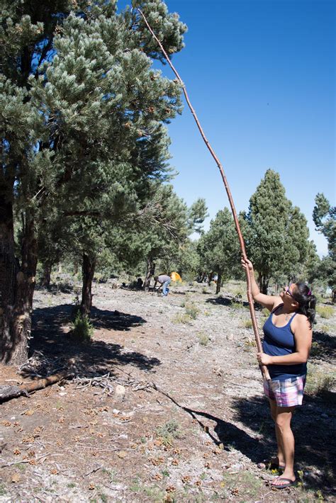 Whipping Pinon Pine Trees During Harvest Instituto De Montaña