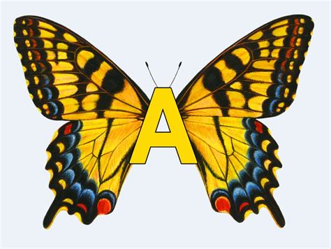 Alphabet Butterflies Graphics Download Etsy Canada