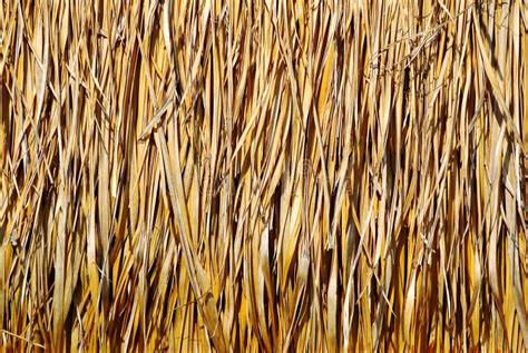 Background Of Thatched Roof Texture Stock Photo Image Of Straw Brown
