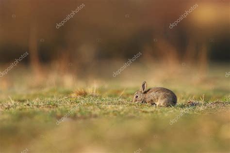 Animal En Hábitat Natural Prado Conejo Europeo O Conejo Común