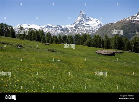 The Matterhorn And Alpine Flower Meadows Zermatt Switzerland Stock