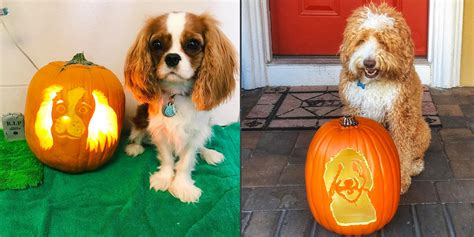 Can You Give Pumpkin To A Dog