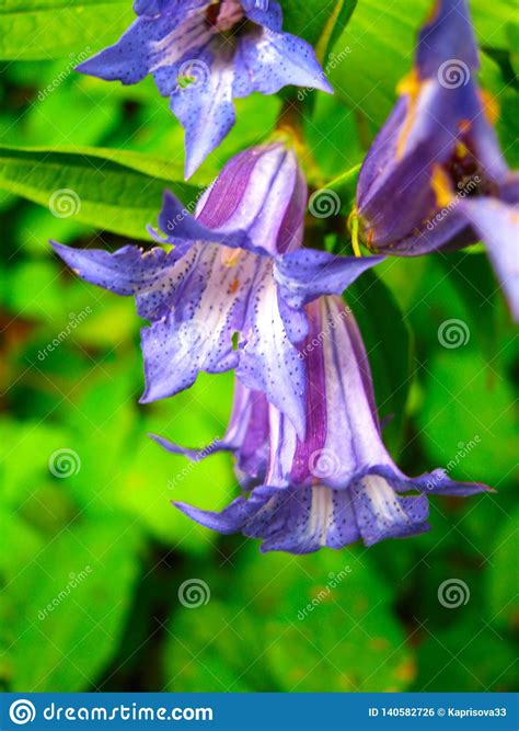 Beautiful Forest Blue Flowers In The Field Close Up Stock Photo Image