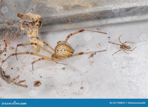Female And Male Brown Widow Spiders Stock Image Image Of Black