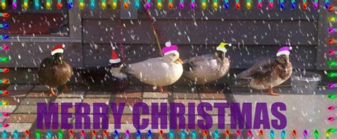 Merry Christmas From My Ducks To Yours