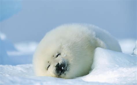Baby Seal Wallpaper 54 Images