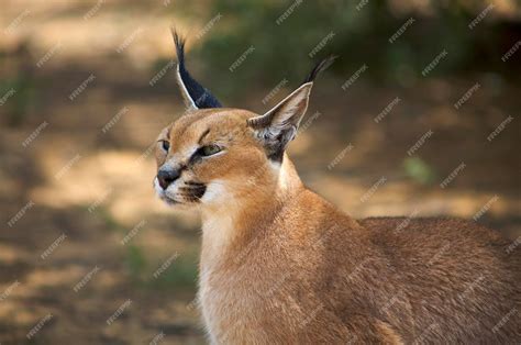 Premium Photo African Caracal Sitting On The Ground Namibia