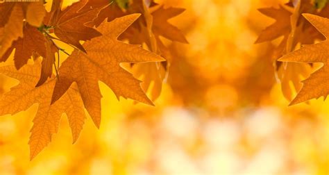 Download the free graphic resources in the form of png, eps, ai or psd. autumn-leaves-border-design-ideas-wallpaper-fr-wallpaper ...
