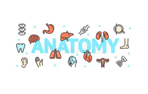 Línea Fina Iconos De La Anatomía Fijados Con Las Partes Del Cuerpo
