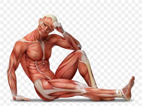 Muscle Tissue Human Body Muscular System Anatomy Png 1100x825px