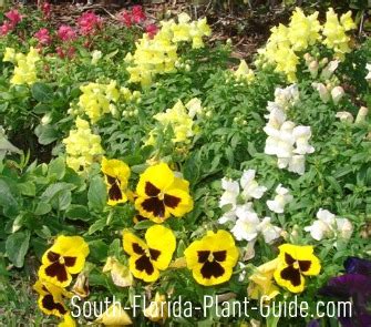 Apr 21, 2021 · pentas flowers can be used as annuals during summer in climates colder than usda plant hardiness zone 10. South Florida Annuals