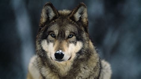 Gray Wolf Pictures Facts And Map
