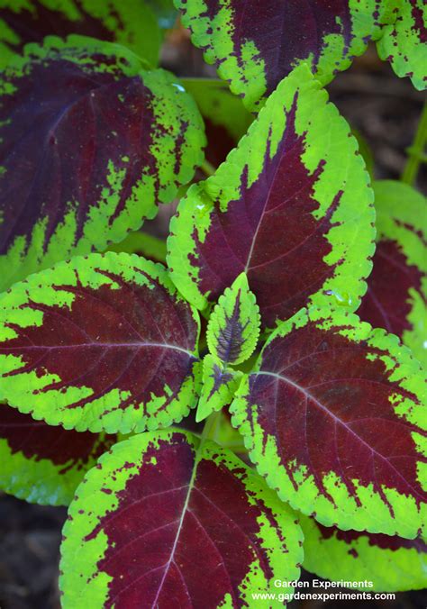 10 Plants For Shade Gardens Plants Grown For Flowers Leaf Colors And