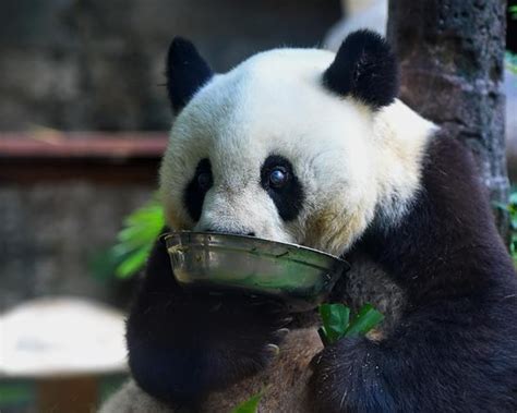 Worlds Oldest Captive Panda Dies In Fujian At Age 37 The Standard