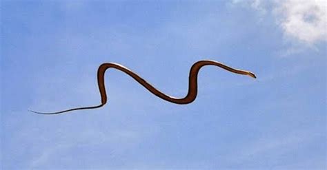 Flagrante Mostra Cobra Australiana Voando Pelos Ares Curiosidades