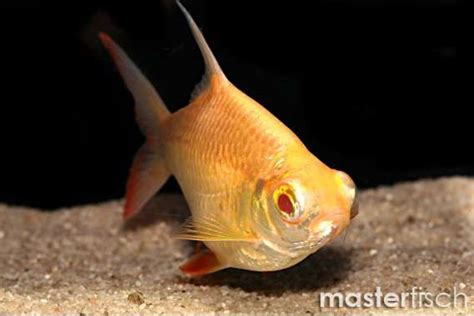Golden Redtail Tinfoil Barb Barbonymus Altus Masterfisch