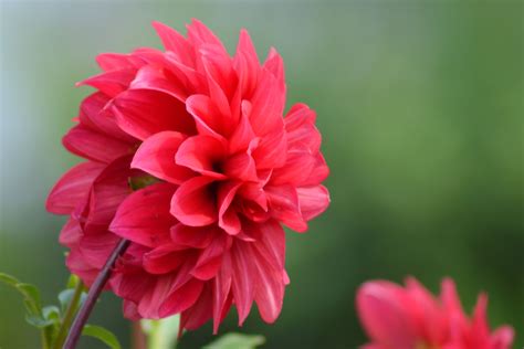 Free Images Blossom Petal Bloom Summer Red Flora Dahlia Flower