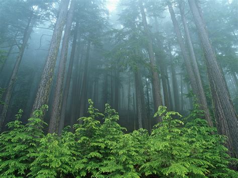 Free Download Woodland And Forests Evergreen Forest Olympic National Park Washington X