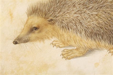 Vintage Hedgehog Drawing Illustration Art Digital Download Etsy