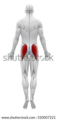 The glutes and hamstrings are very large muscles so buy utilizing them you tend to burn a lot of fat. Gluteus Maximus Stock Photos, Images, & Pictures | Shutterstock