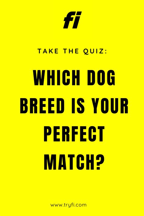 Quiz Which Dog Should You Get Next Dog Match The Perfect Dog Quiz