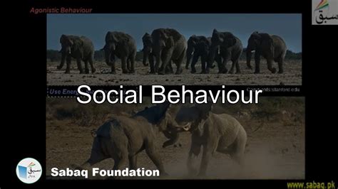 Social Behaviours Biology Lecture Sabaqpk Youtube