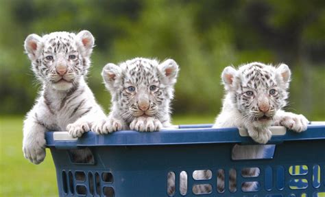 White Siberian Tiger Cubs With Blue Eyes