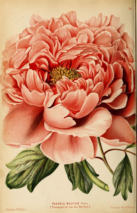 Antique Australian Paintings Botanical Camellia Jones Paul Flowers Prints Drawings Watercolor