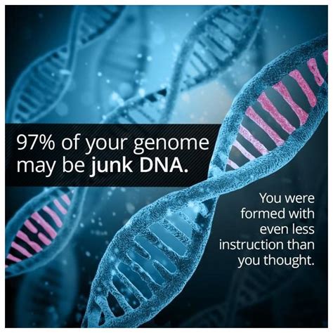 Not Junk After All Scientists Discover A Role For Junk Dna