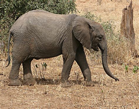 Elephant Baby Smiling Photograph By Deidre Elzer Lento Fine Art America