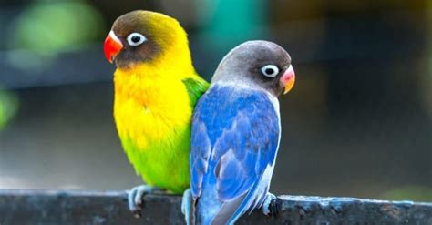 What Do Lovebirds Eat A Z Animals